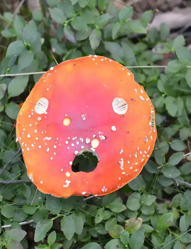 O KOLLE KLOKKESPIN / ZEEFJESDANS