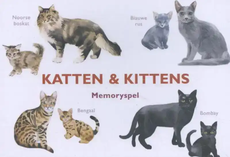 KATTEN & KITTENS