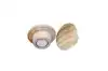 MAGNEET LEGAMASTER HOUT 5 STUKS