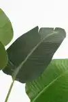 KUNSTPLANT MICA BANANEN BOOM IN POT