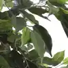KUNSTPLANT MICA FICUS IN POT