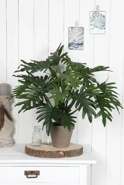KUNSTPLANT MICA PHILODENDRON SELLOUM