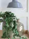 KUNSTPLANT MICA SCINDAPSUS HANGEND