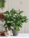 KUNSTPLANT MICA SYNGONIUM GROEN IN POT