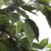 KUNSTPLANT MICA FICUS GROEN IN POT