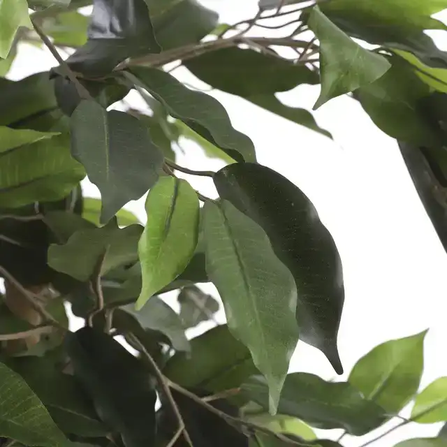 KUNSTPLANT MICA FICUS GROEN IN POT