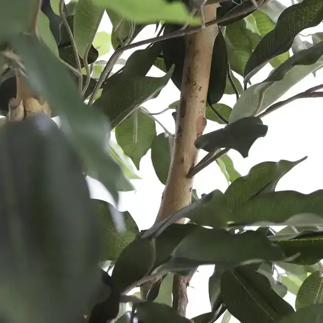 KUNSTPLANT MICA FICUS GROEN IN POT