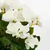 KUNSTPLANT MICA BEGONIA WIT IN POT STAN