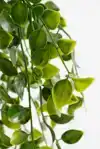 KUNSTPLANT MICA FICUS HANGEND IN POT