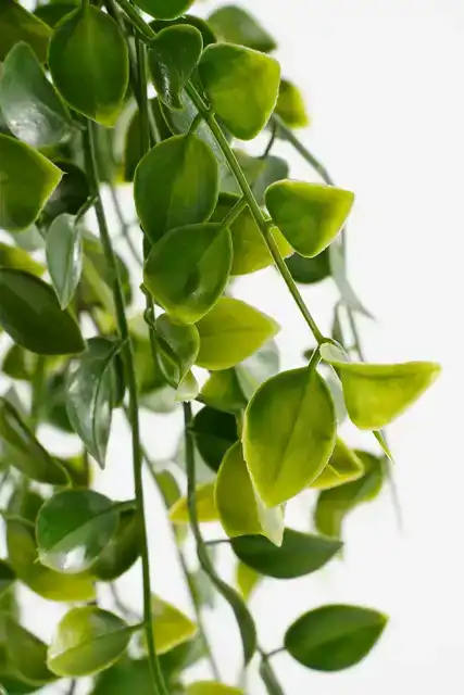 KUNSTPLANT MICA FICUS HANGEND IN POT