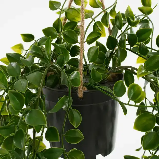 KUNSTPLANT MICA FICUS HANGEND IN POT