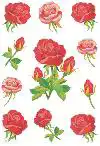 ETIKET HERMA 3581 ROZEN